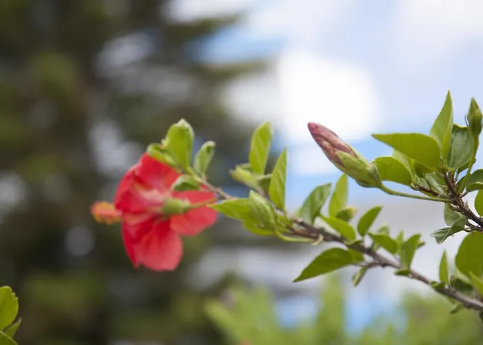 Bill & Mike Kéfalos