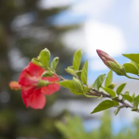 Bill & Mike Kéfalos